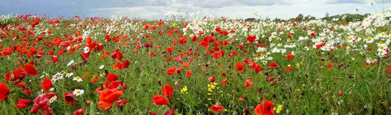 Mohn